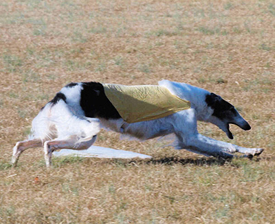 Top Versatility Borzoi 2006